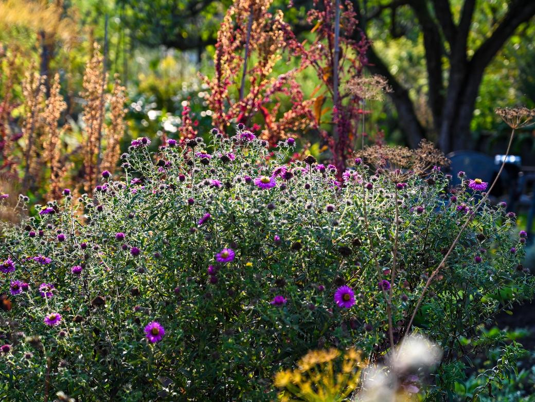Astern und rote Gartenmelde leuchten in der Abendsonne in einer Schrebergarten-Kolonie in Köln.