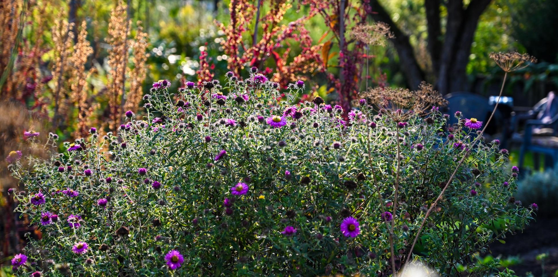 Astern und rote Gartenmelde leuchten in der Abendsonne in einer Schrebergarten-Kolonie in Köln.