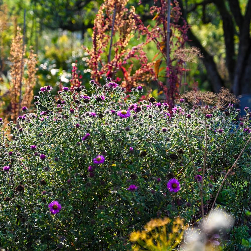 Astern und rote Gartenmelde leuchten in der Abendsonne in einer Schrebergarten-Kolonie in Köln.