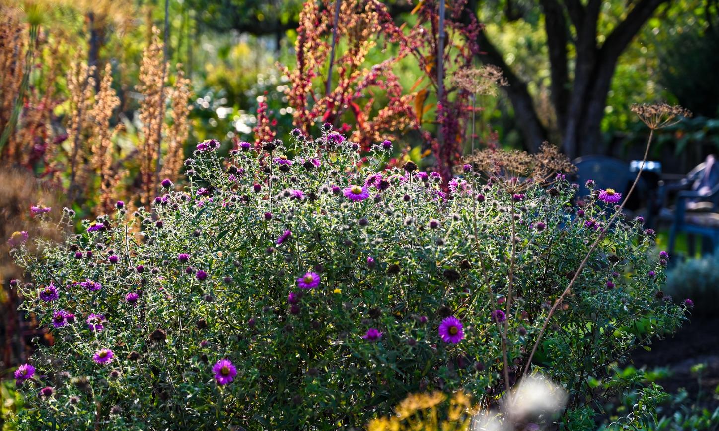 Astern und rote Gartenmelde leuchten in der Abendsonne in einer Schrebergarten-Kolonie in Köln.