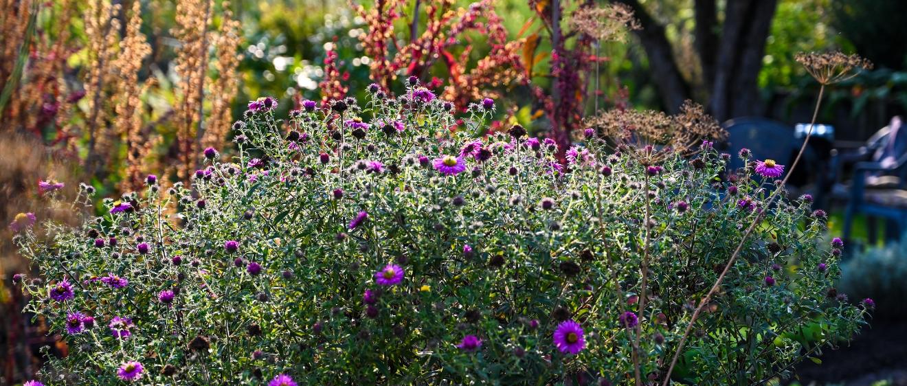 Astern und rote Gartenmelde leuchten in der Abendsonne in einer Schrebergarten-Kolonie in Köln.