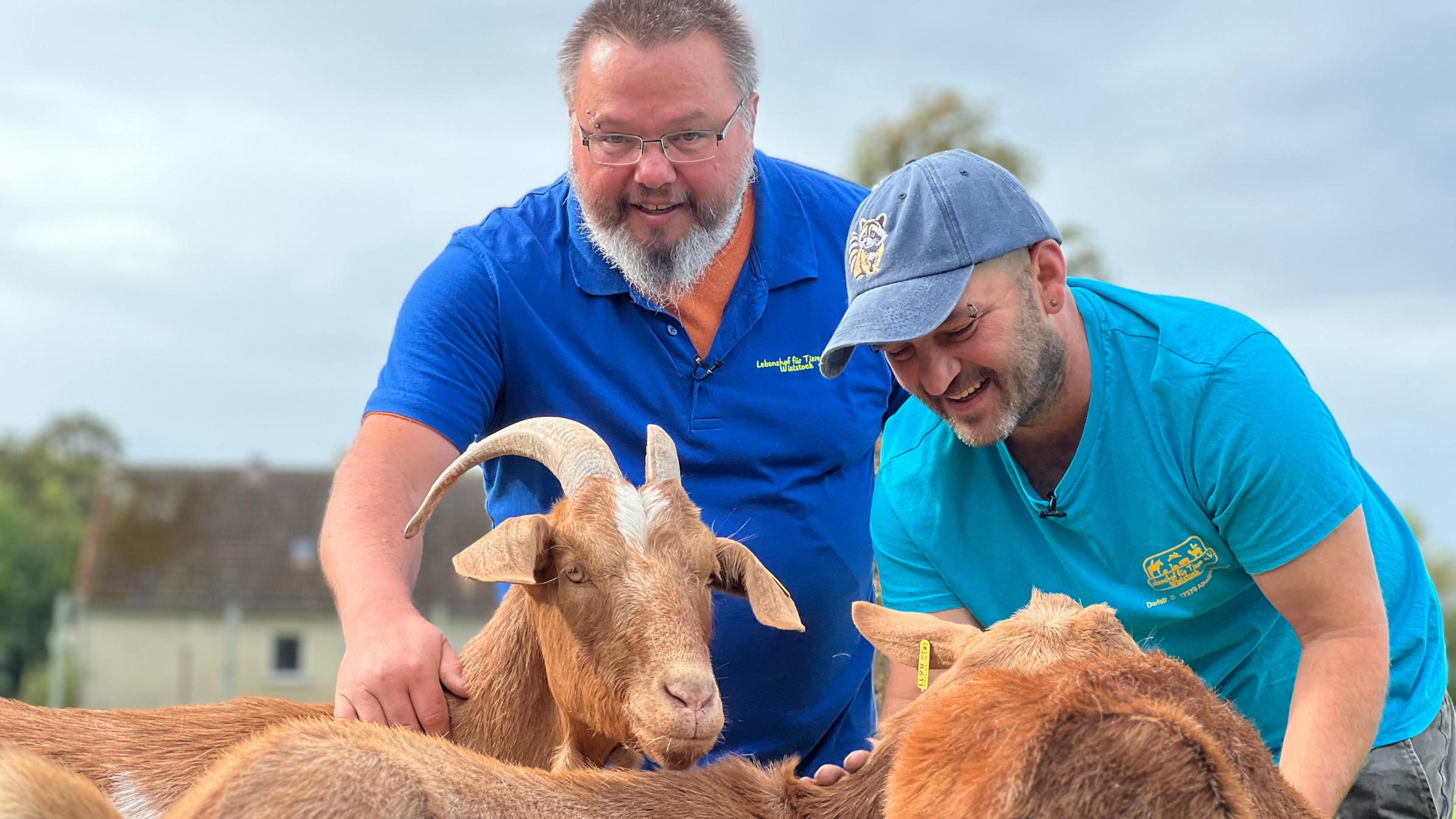 Zwei Männer streicheln Ziegen