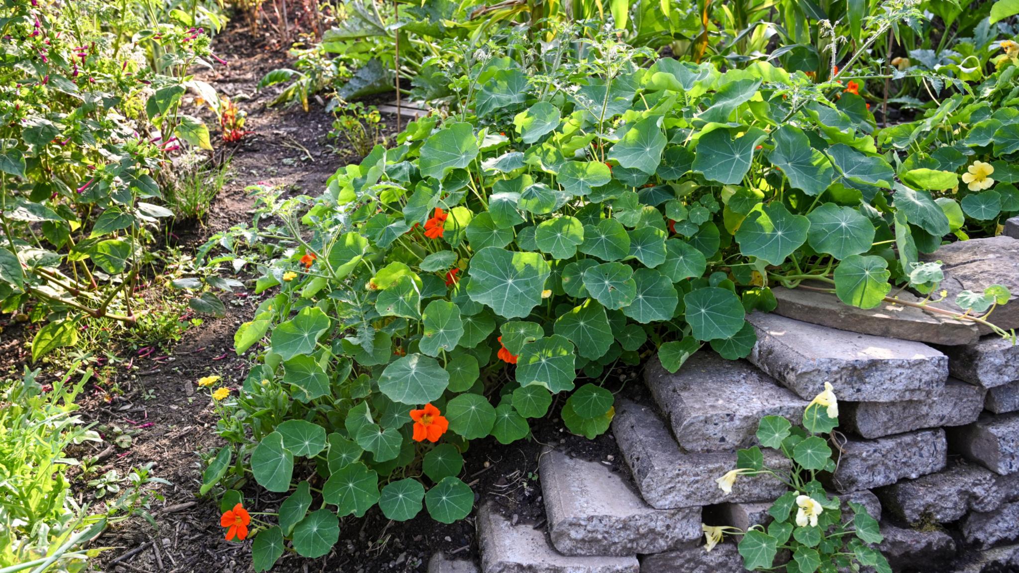 Grüne Pflanze mit roten Blüten in einem Blumenbeet mit Steinelementen