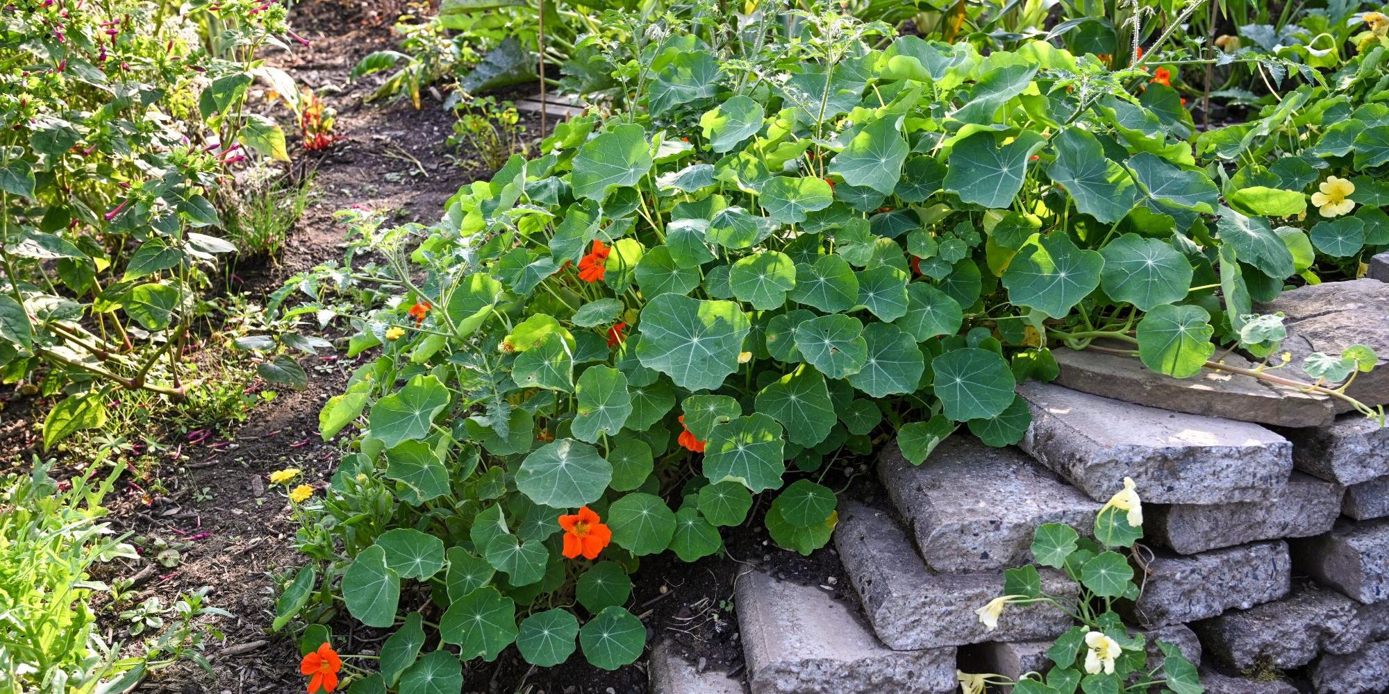 Grüne Pflanze mit roten Blüten in einem Blumenbeet mit Steinelementen