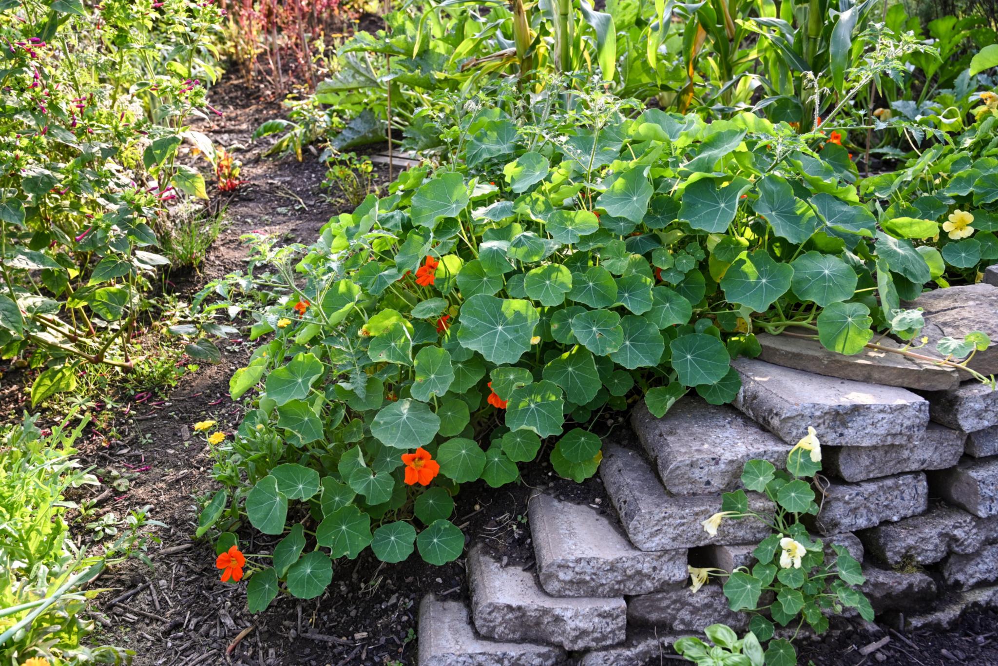 Grüne Pflanze mit roten Blüten in einem Blumenbeet mit Steinelementen