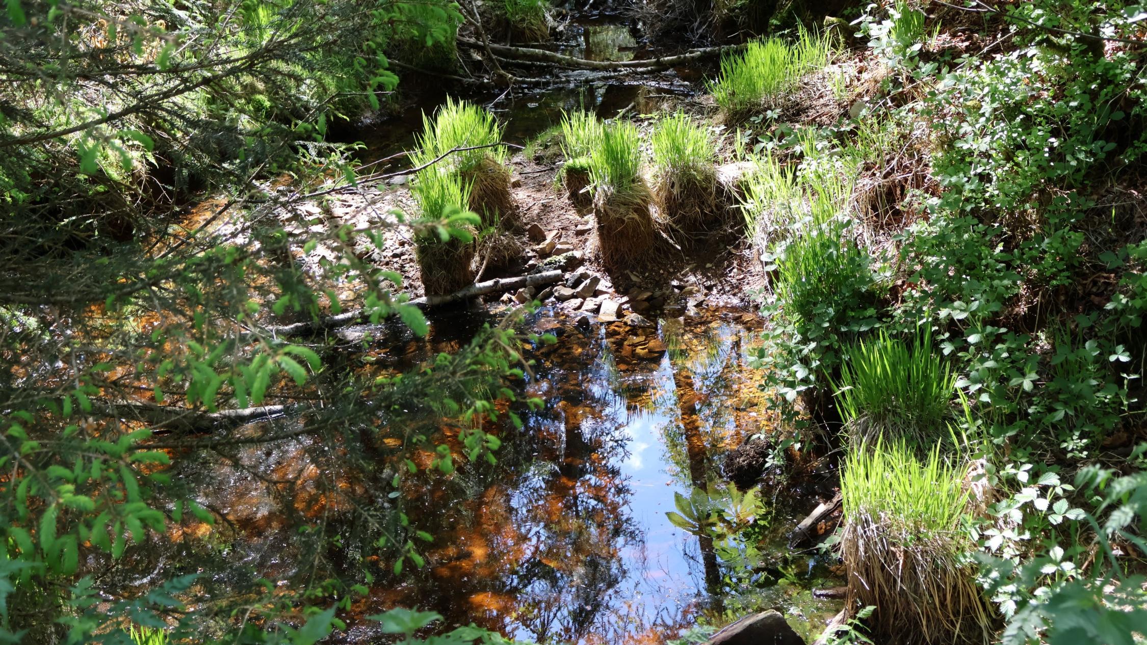 Eine kleine klare Wasserpfütze im Wald