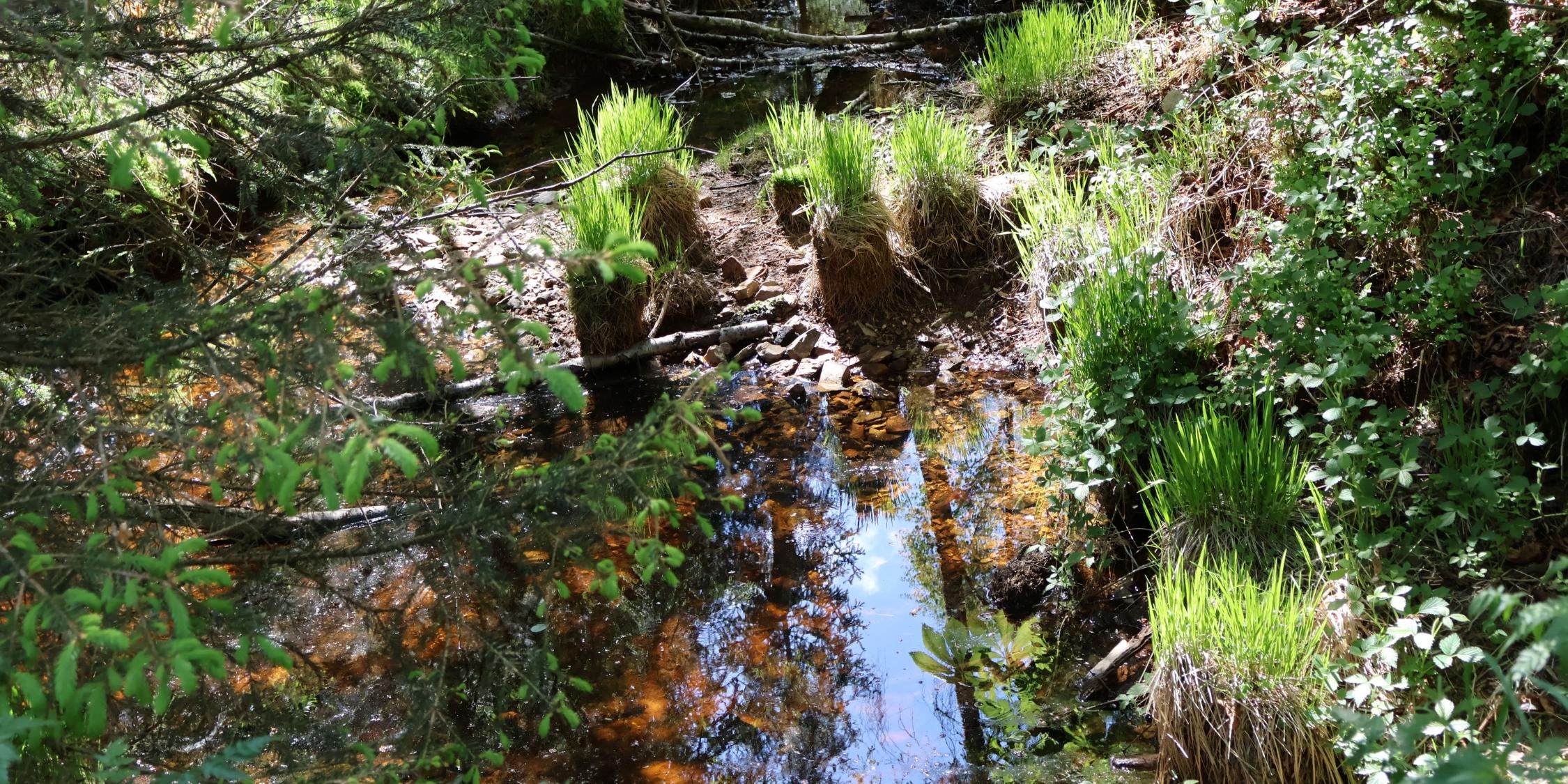 Eine kleine klare Wasserpfütze im Wald (c) Gaby Jacquemoth Eine kleine klare Wasserpfütze im Wald