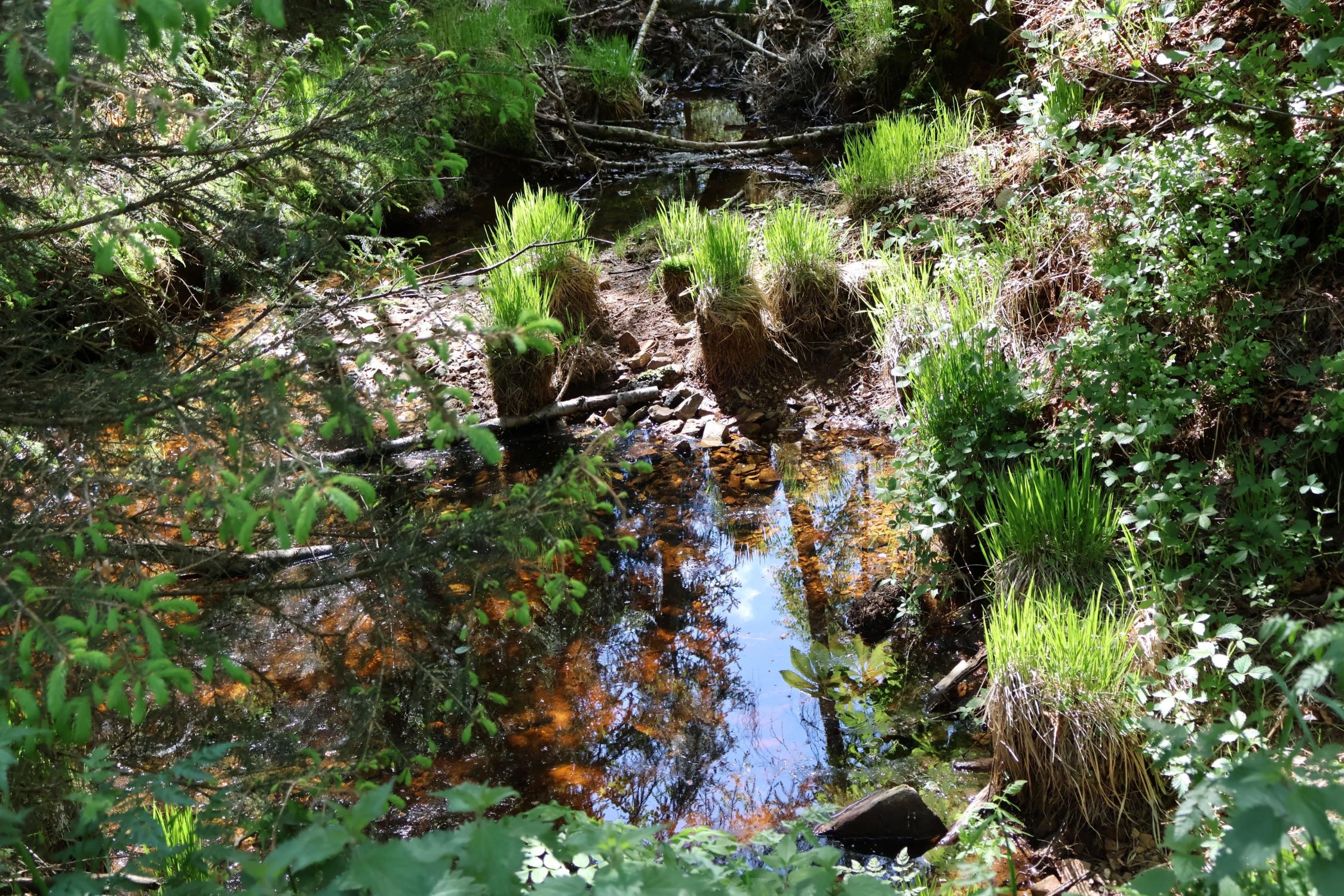 Eine kleine klare Wasserpfütze im Wald
