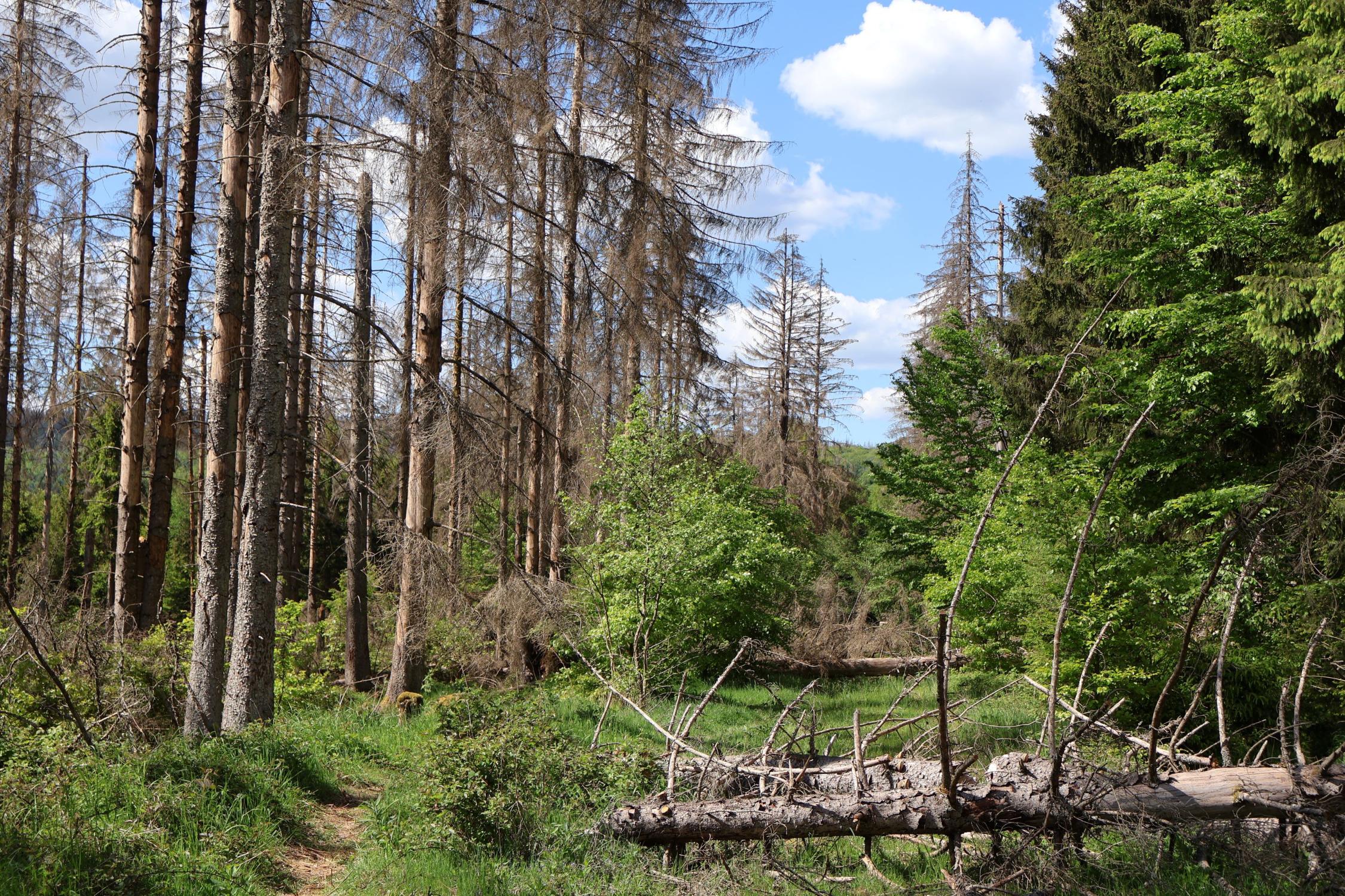 Ein umgestürzter Baum in einem Wald, oben blauer Himmel (c) Gaby Jacquemoth Ein umgestürzter Baum in einem Wald, oben blauer Himmel