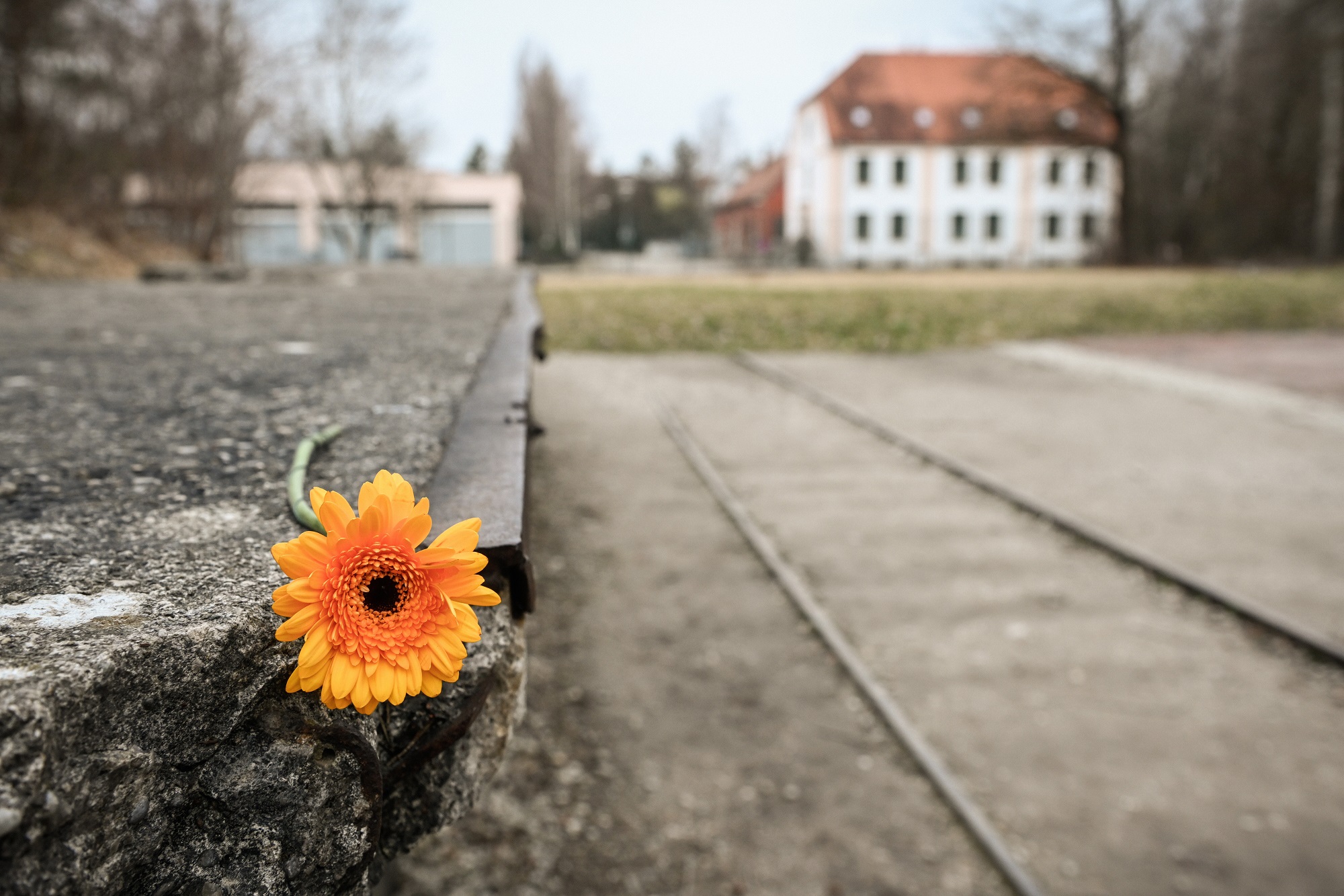 Eine Blume liegt auf dem Relikt eines Gleisstückes der ehemaligen Königlichen Pulver- und Munitionsfabrik, am 1. März 2024 vor dem Eingang der KZ-Gedenkstätte Dachau.