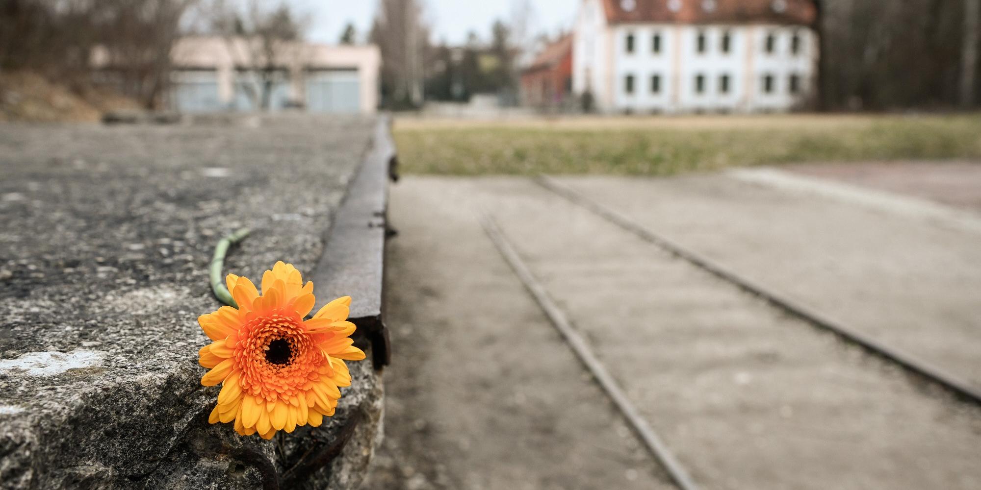 Eine Blume liegt auf dem Relikt eines Gleisstückes der ehemaligen Königlichen Pulver- und Munitionsfabrik, am 1. März 2024 vor dem Eingang der KZ-Gedenkstätte Dachau. (c) Julia Steinbrecht/KNA Eine Blume liegt auf dem Relikt eines Gleisstückes der ehemaligen Königlichen Pulver- und Munitionsfabrik, am 1. März 2024 vor dem Eingang der KZ-Gedenkstätte Dachau.