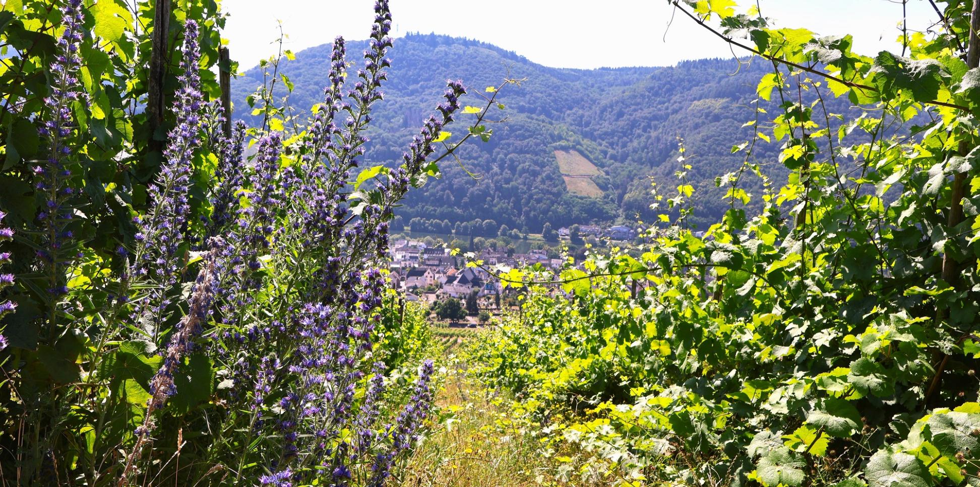 Ausblick vom Schöpfungsweg auf dem Kueser Plateau auf das Moseltal.