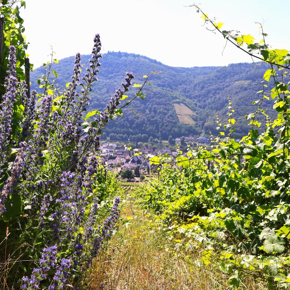 Ausblick vom Schöpfungsweg auf dem Kueser Plateau auf das Moseltal.