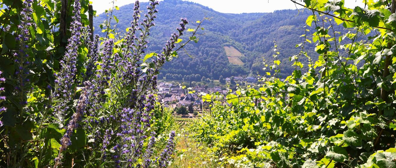 Ausblick vom Schöpfungsweg auf dem Kueser Plateau auf das Moseltal.