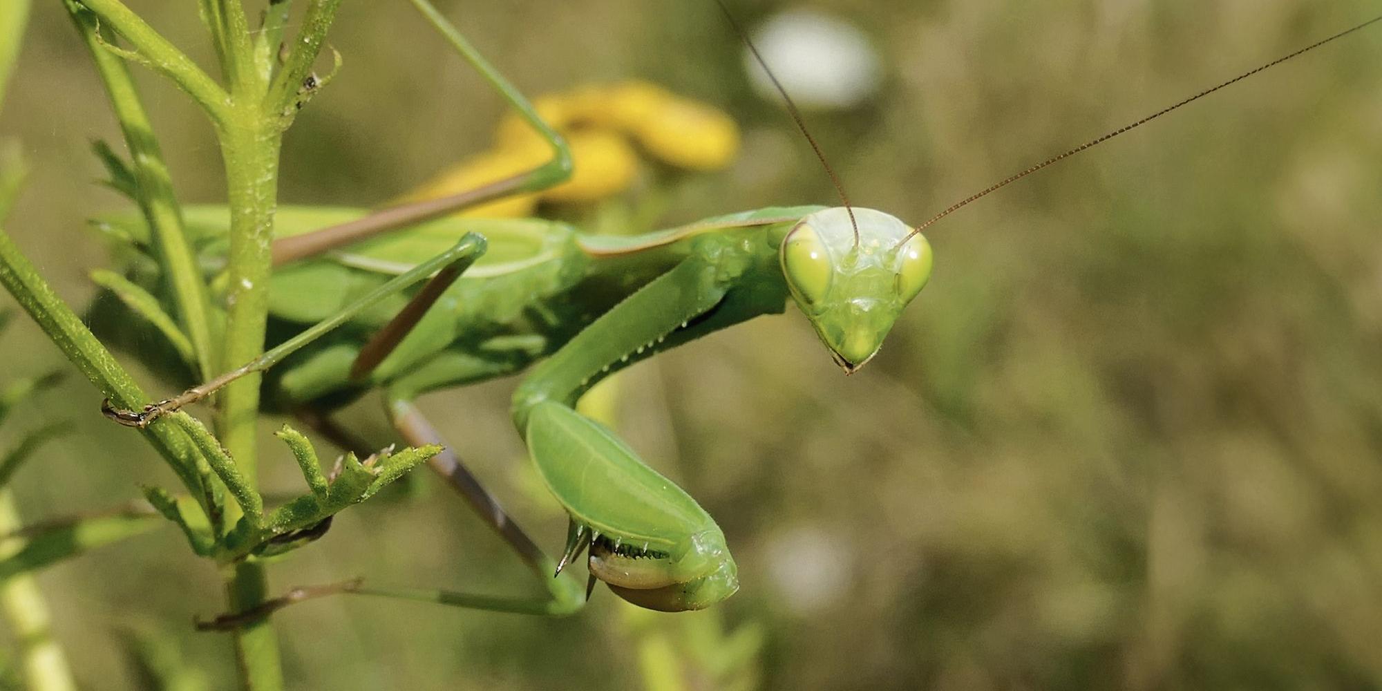 Ein grünes Insekt mit Fangarmen, ähnlich einer sehr großen Heuschrecke