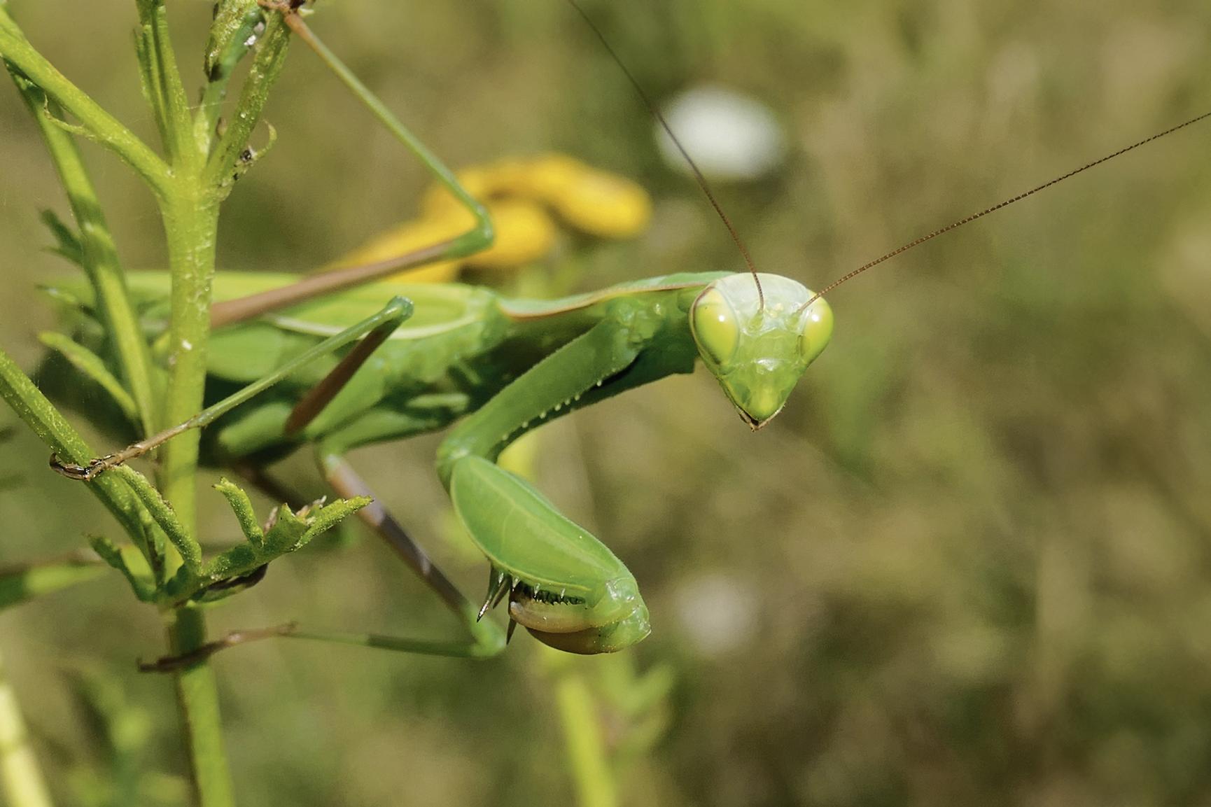 Ein grünes Insekt mit Fangarmen, ähnlich einer sehr großen Heuschrecke