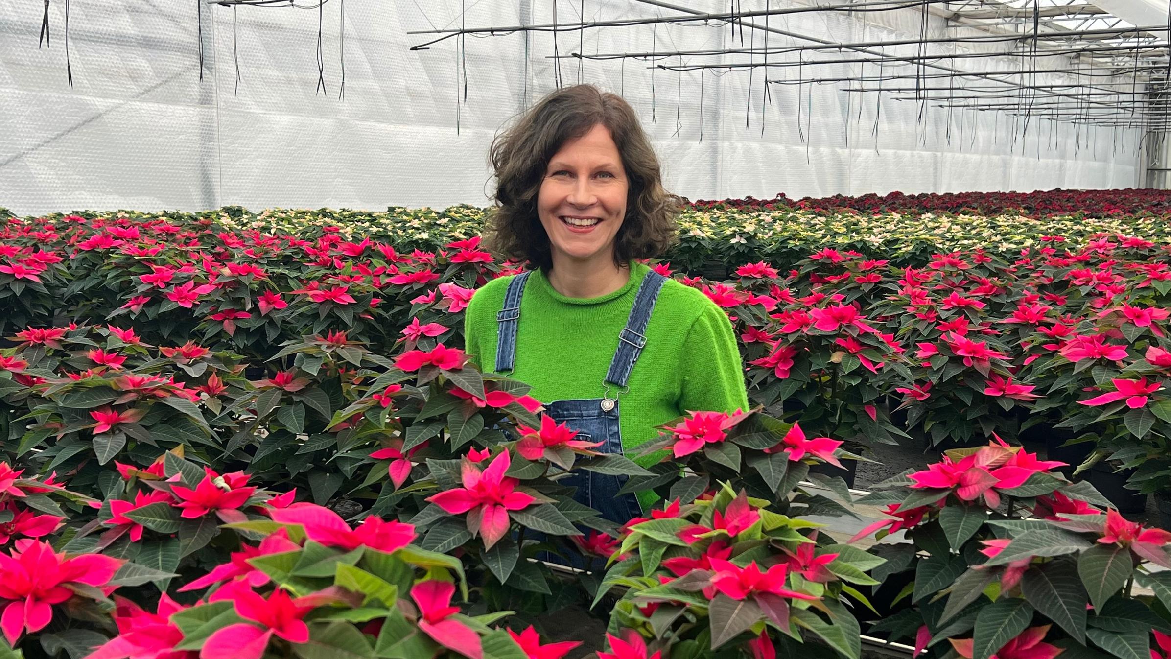 Eine Frau in einem Gewächshaus voller Weihnachtssterne