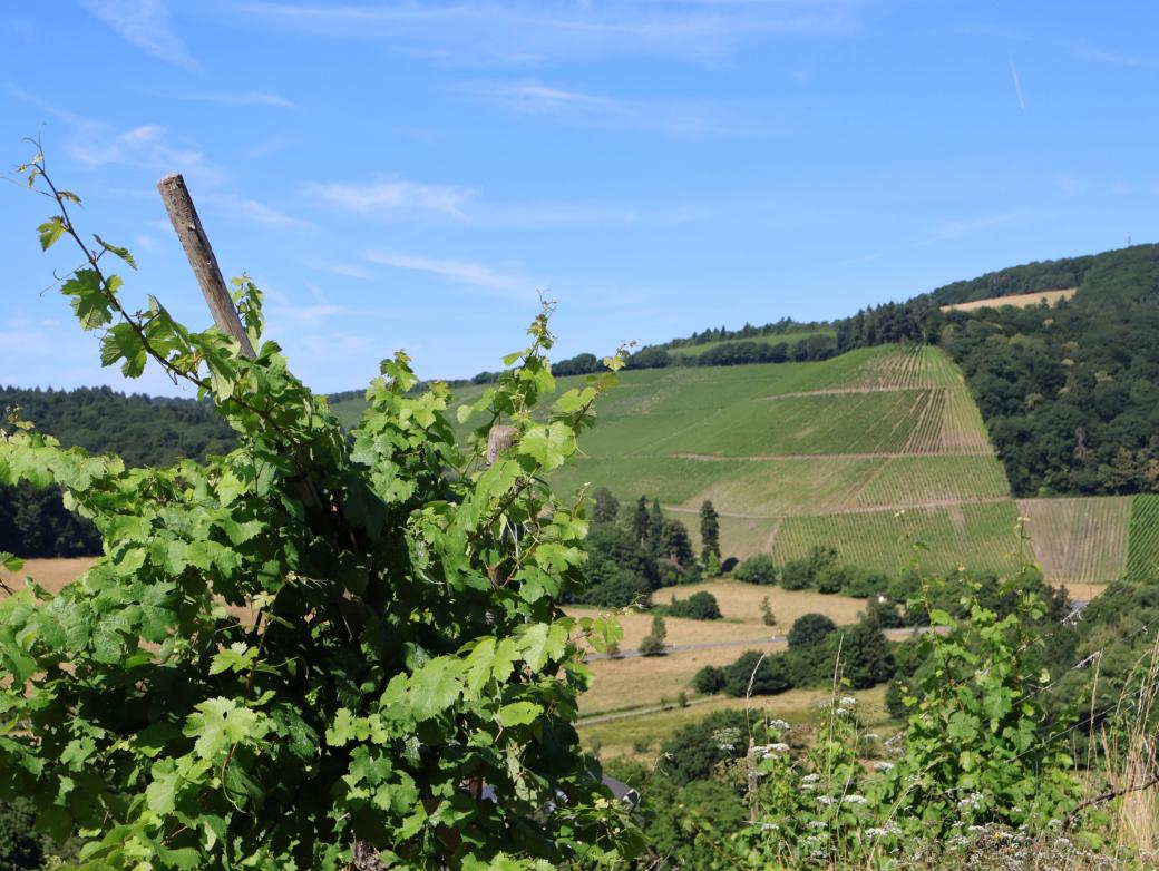 blauer Himmel und Weinberge mit einem Weinstock im Vordergrund