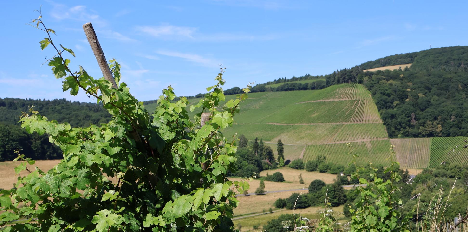 blauer Himmel und Weinberge mit einem Weinstock im Vordergrund