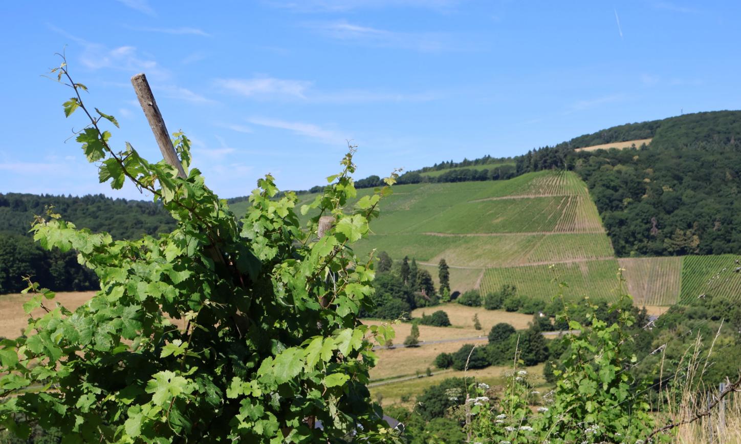 blauer Himmel und Weinberge mit einem Weinstock im Vordergrund