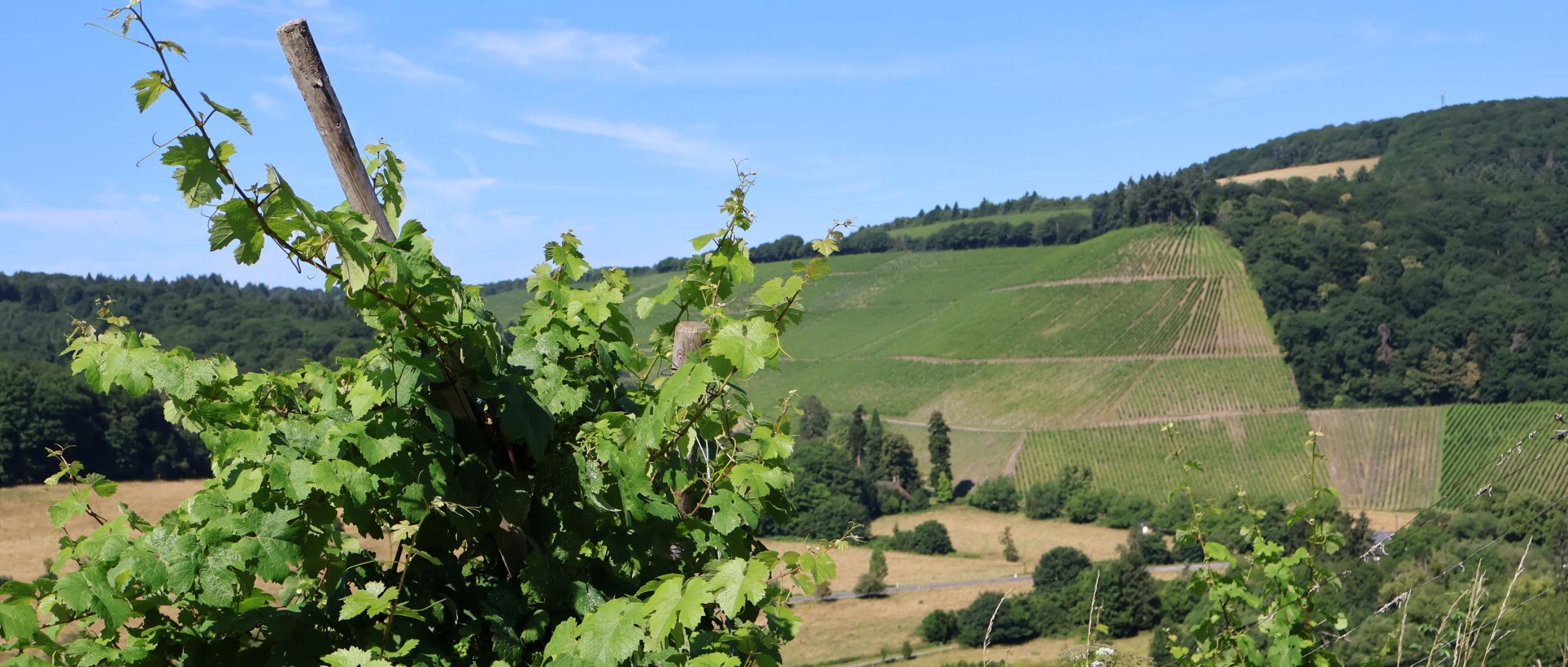 blauer Himmel und Weinberge mit einem Weinstock im Vordergrund