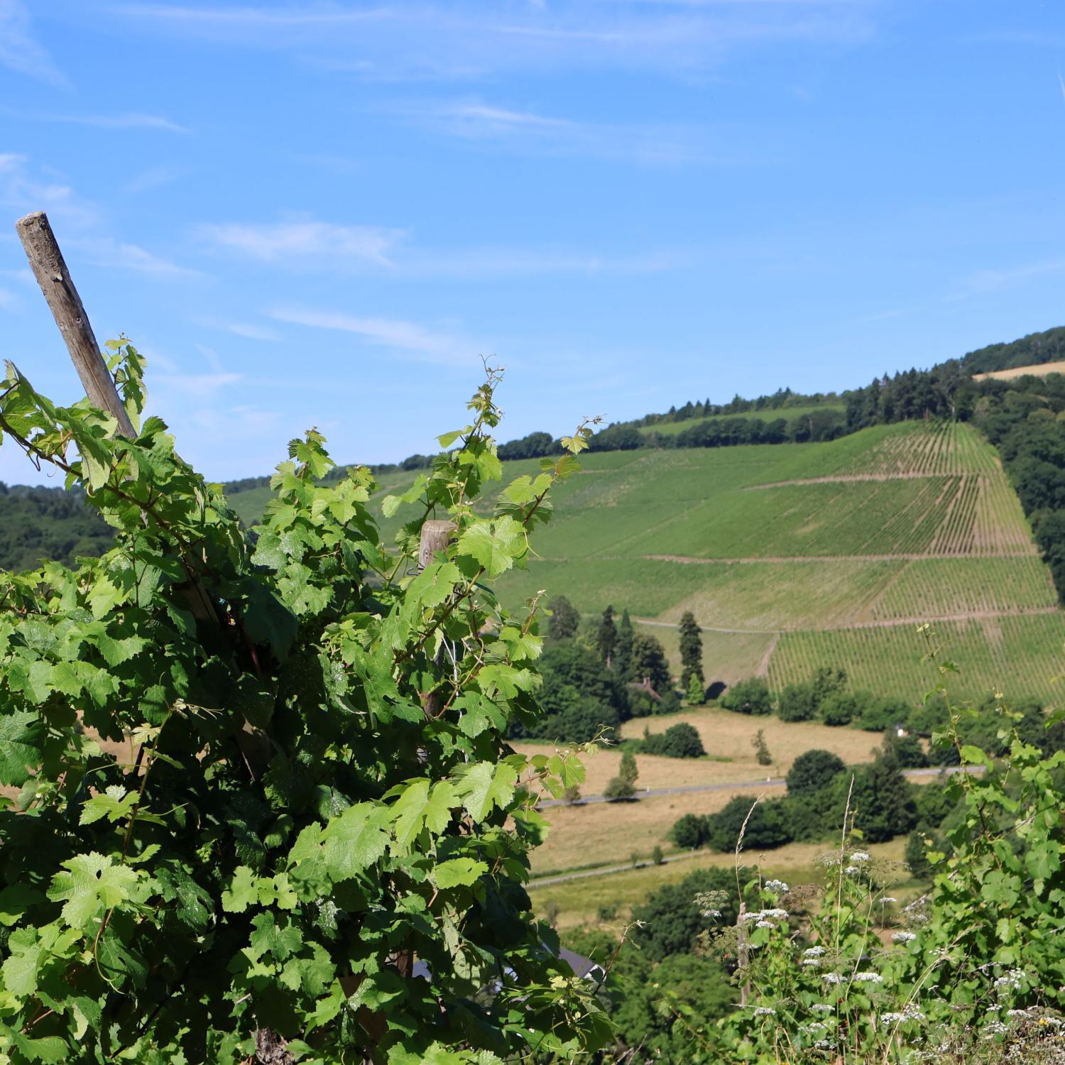 blauer Himmel und Weinberge mit einem Weinstock im Vordergrund